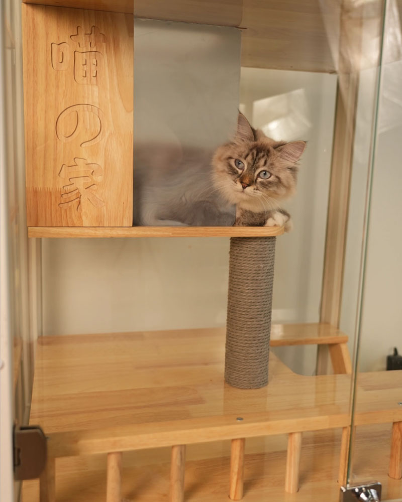 Deluxe Integrated Cat Villa with Panoramic View
