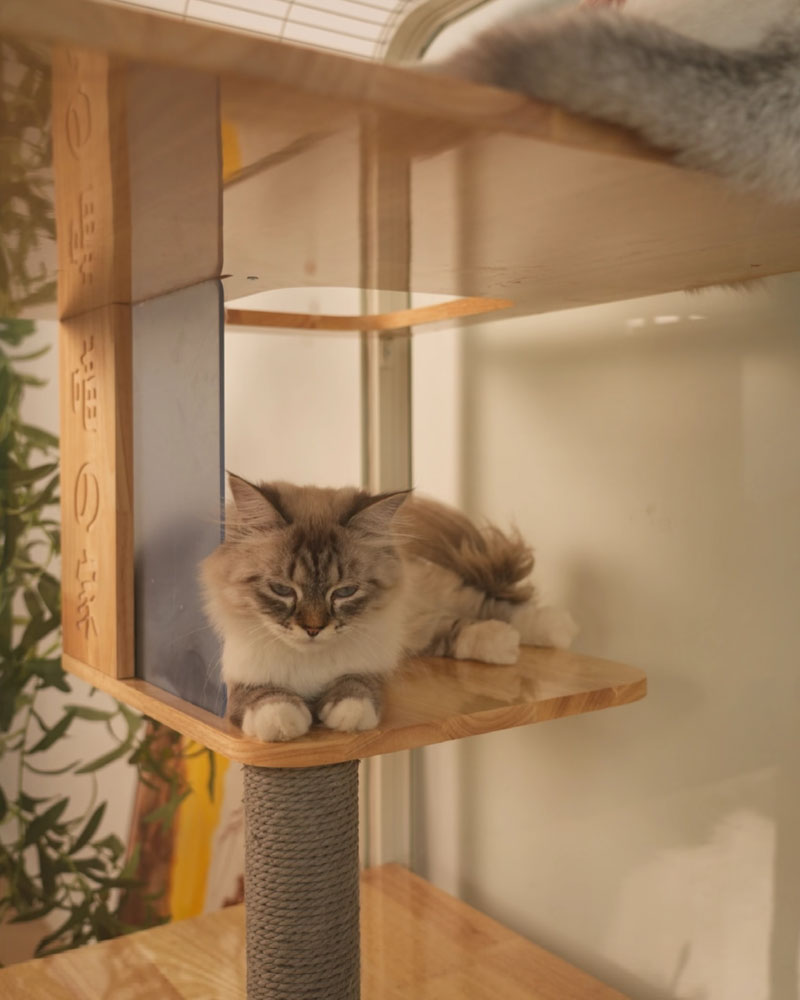 Deluxe Integrated Cat Villa with Panoramic View
