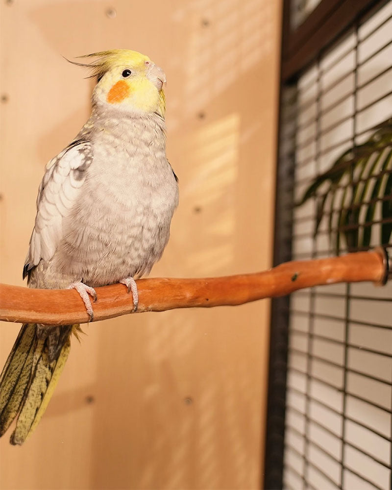 Luxury Extra Large Bird Cage Villa