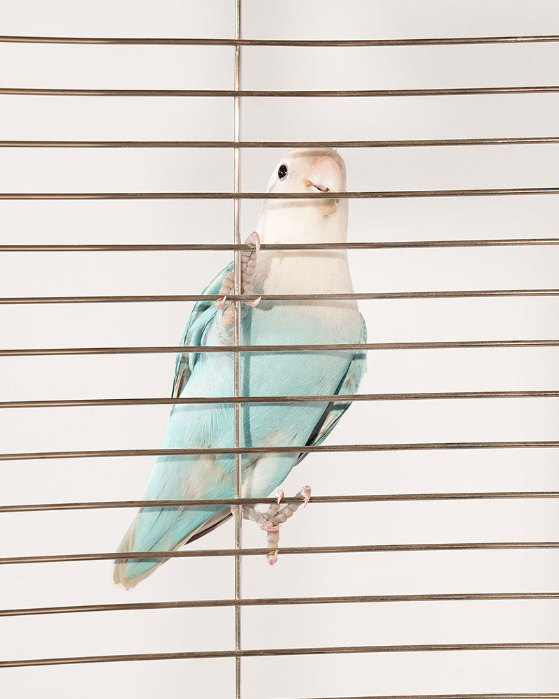 Luxury Multifunctional Stainless Steel Bird Cage Villa