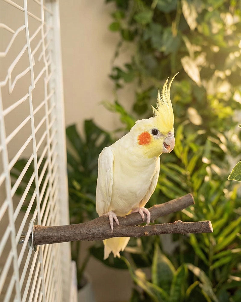 Natural Apple Wood Parrot Perch Stand