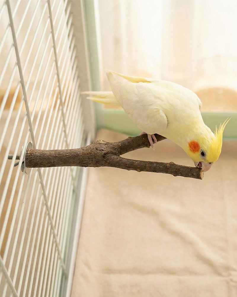 Natural Apple Wood Parrot Perch Stand