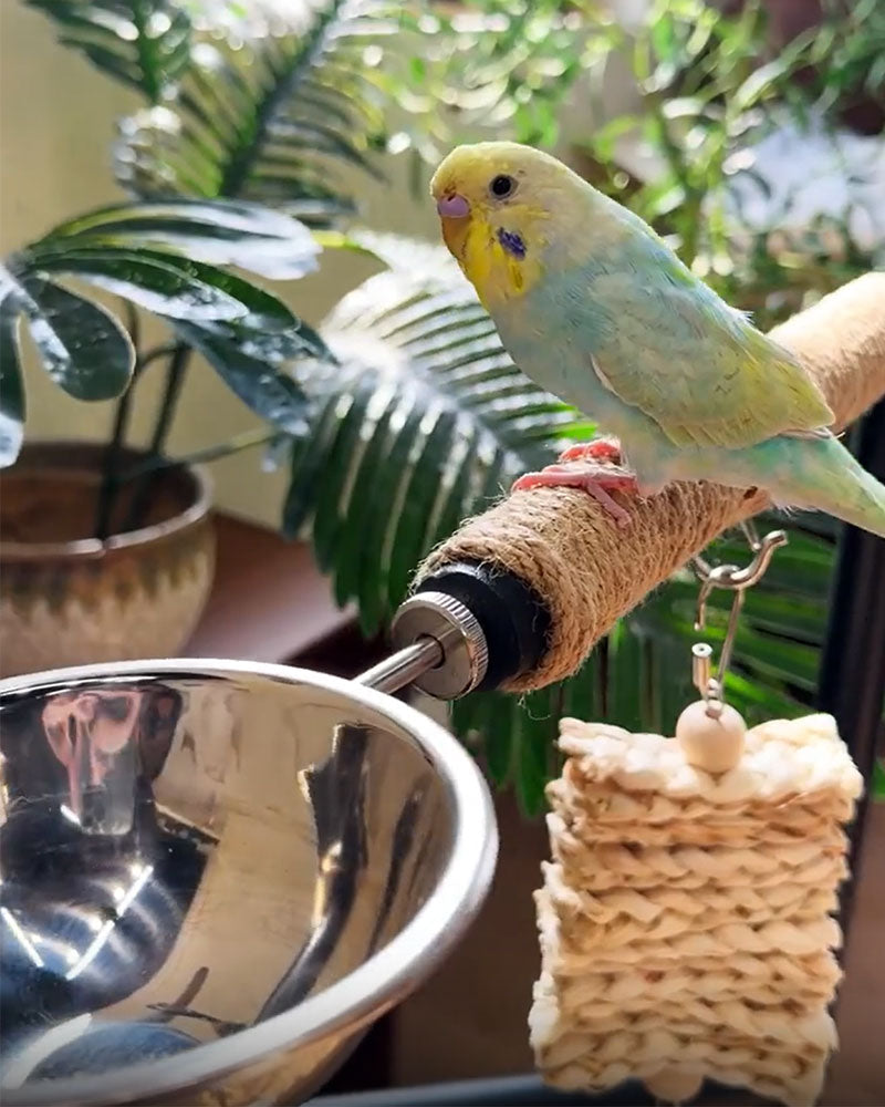 Premium Iron Bird Stand for Parrots