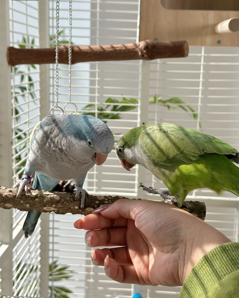 Premium Large Panoramic Aviary Villa for Birds